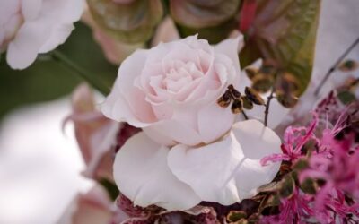 Behind the Choice of a Petal with Flowers by Debbie